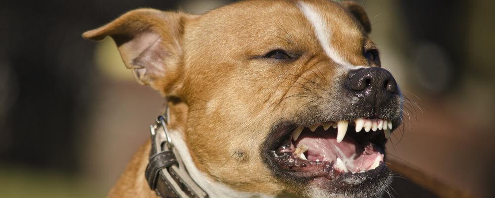 Юристы по делам ответственности за укусы собак в штате Иллинойс 